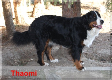 Thaomi