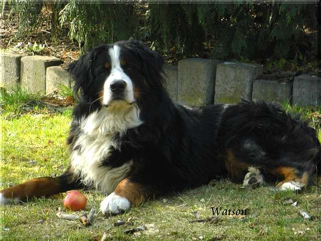 Watson_Mrz_2012
