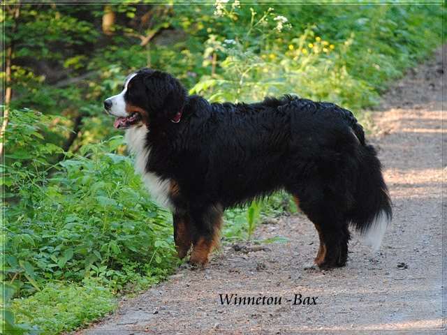 Winnetou-Bax