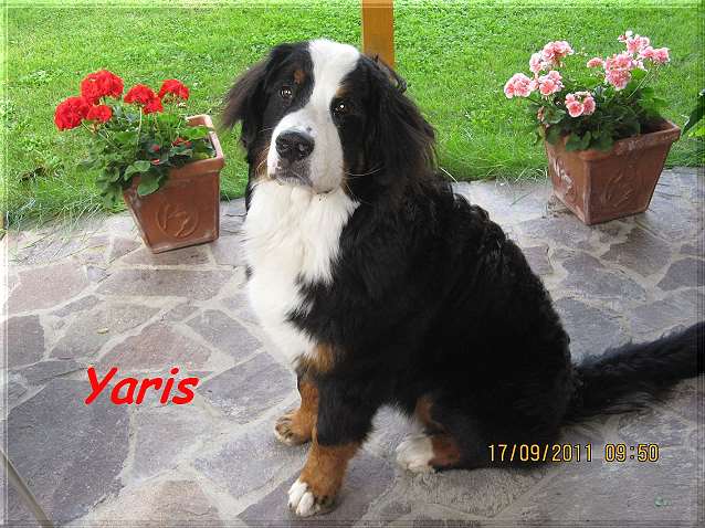 Yaris_18_09 (2)