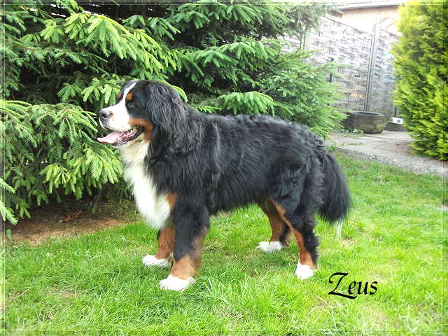 Zeus 12-08-28.1